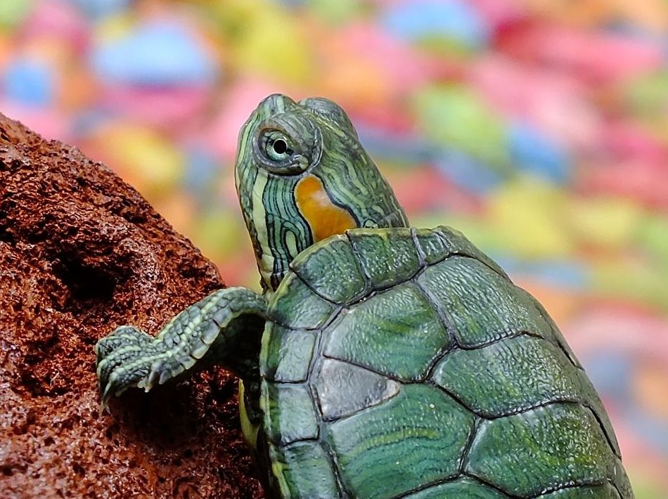 Tortugas de agua: Mascotas y alimentación de Pajarería Ricky Tortugas de agua: Mascotas y alimentación de Pajarería Ricky