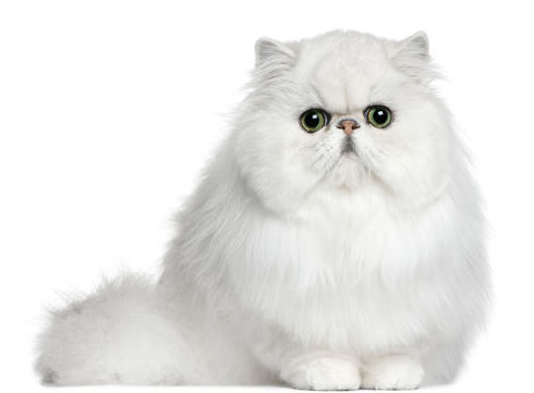 Estética felina Sants: Productos y servicios de Grans Peluts Estética felina Sants: Productos y servicios de Grans Peluts