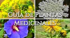Plantas medicinales : Servicios de Herboristería La Espiga de Oro Plantas medicinales : Servicios de Herboristería La Espiga de Oro