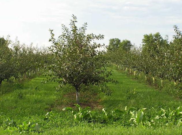 Servicio a domicilio: Productos y servicios de Piensos Galarza Servicio a domicilio: Productos y servicios de Piensos Galarza