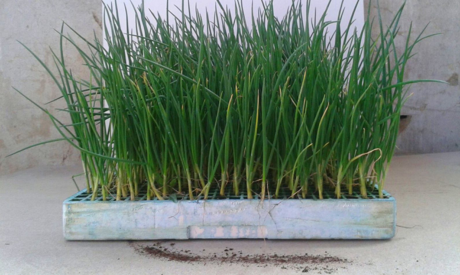 venta de plantas en talo en bizkaia venta de plantas en talo en bizkaia