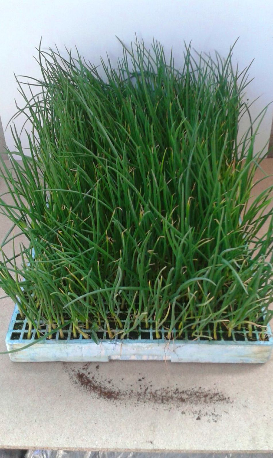 plantas en talo plantas en talo