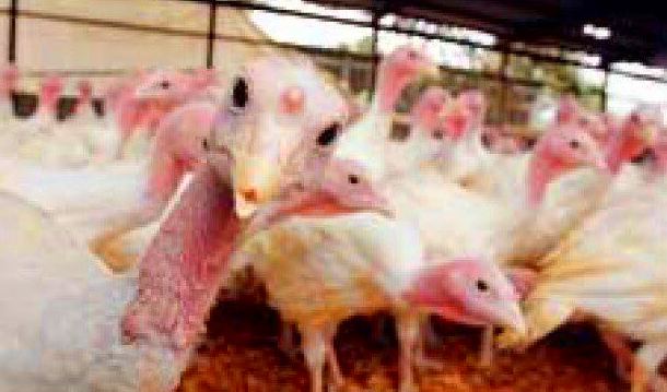 venta de pavos en Bizkaia venta de pavos en Bizkaia