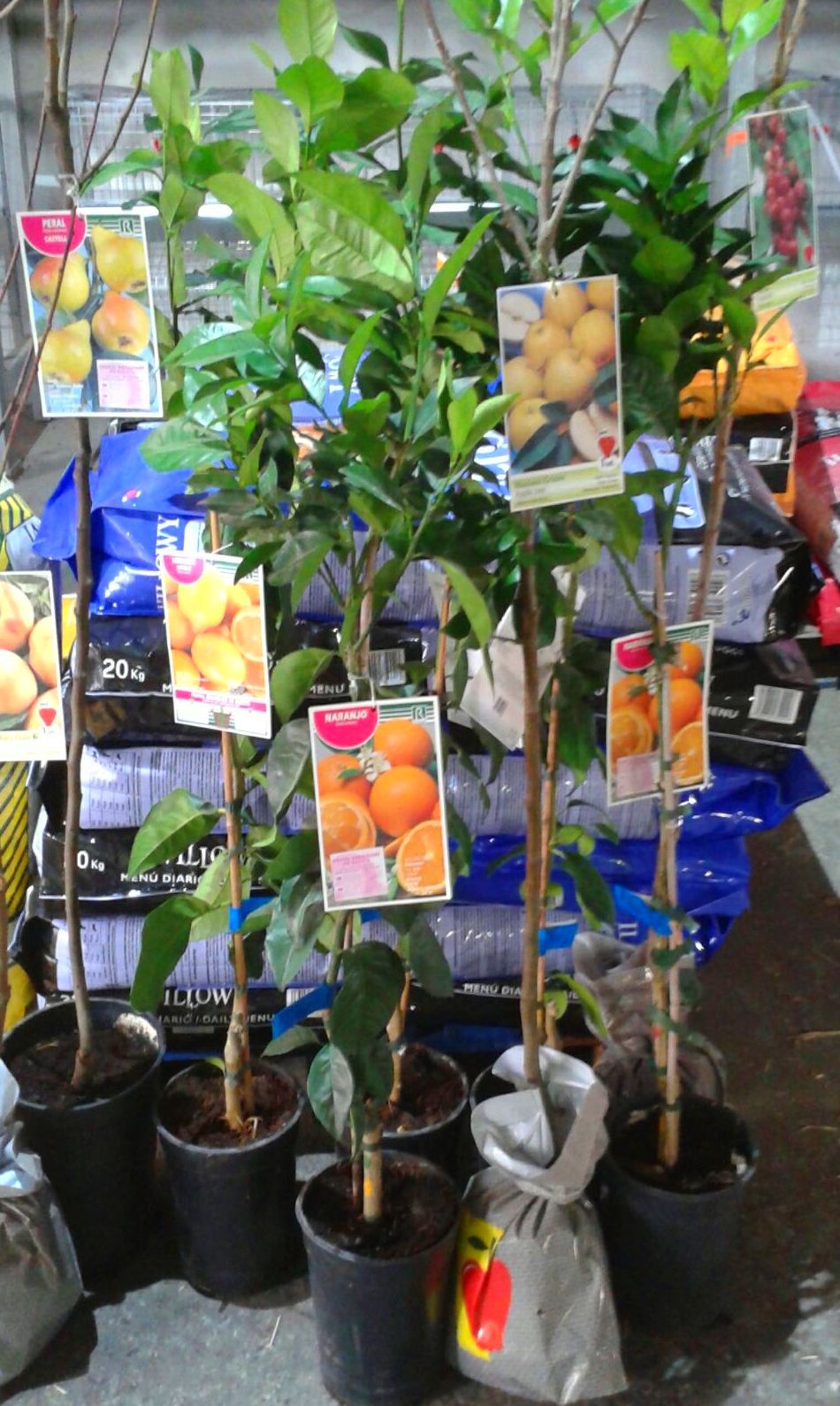 Venta de árboles frutales en Gallarta Venta de árboles frutales en Gallarta