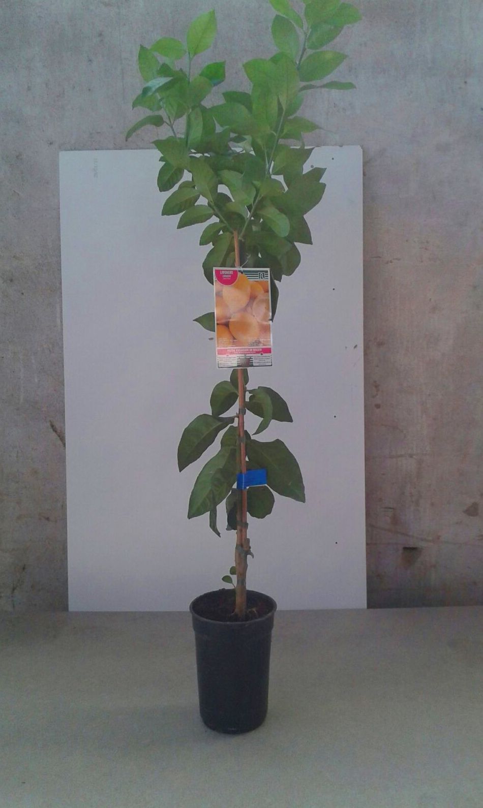 Venta de árboles frutales en Bizkaia Venta de árboles frutales en Bizkaia