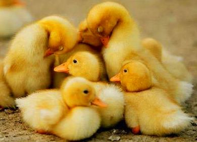 venta de patos en bizkaia venta de patos en bizkaia