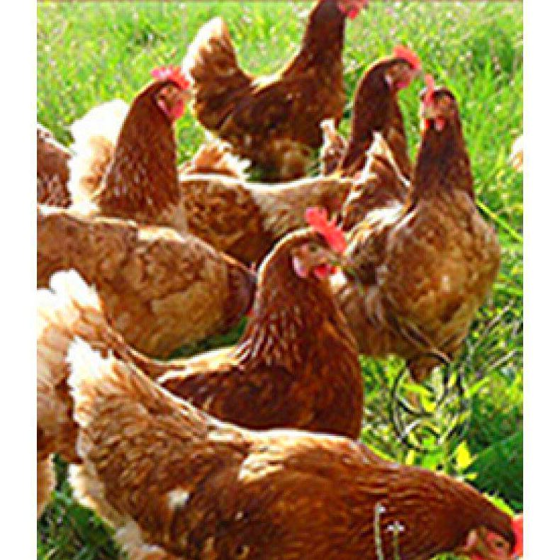 venta de gallinas en bizkaia venta de gallinas en bizkaia