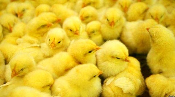 venta de pollos en bizkaia venta de pollos en bizkaia