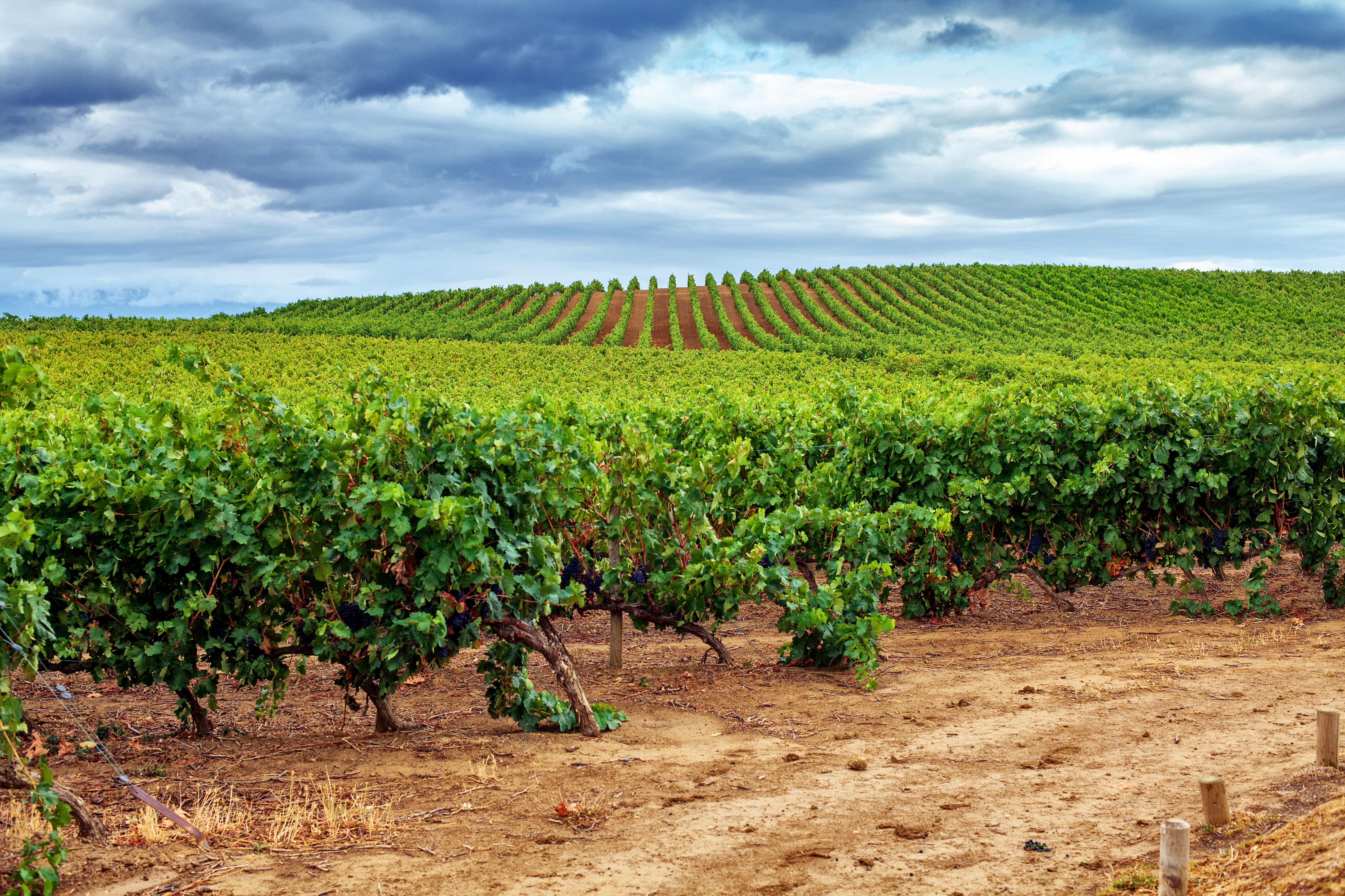 Plantación de viñas y viñedos: Servicios de AGROManchuela Plantación de viñas y viñedos: Servicios de AGROManchuela