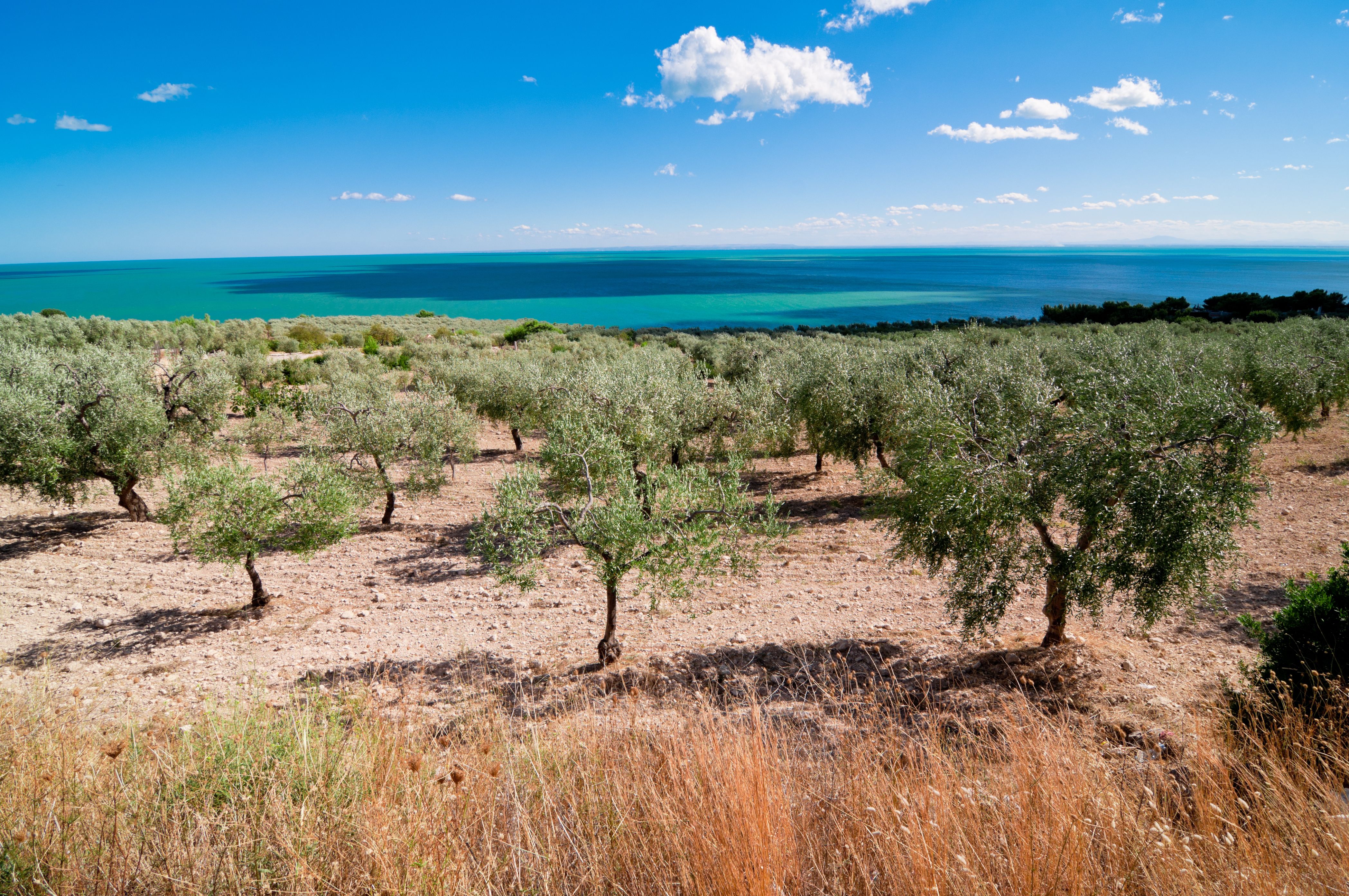 Plantación de frutales, almendros y olivos: Servicios de AGROManchuela Plantación de frutales, almendros y olivos: Servicios de AGROManchuela