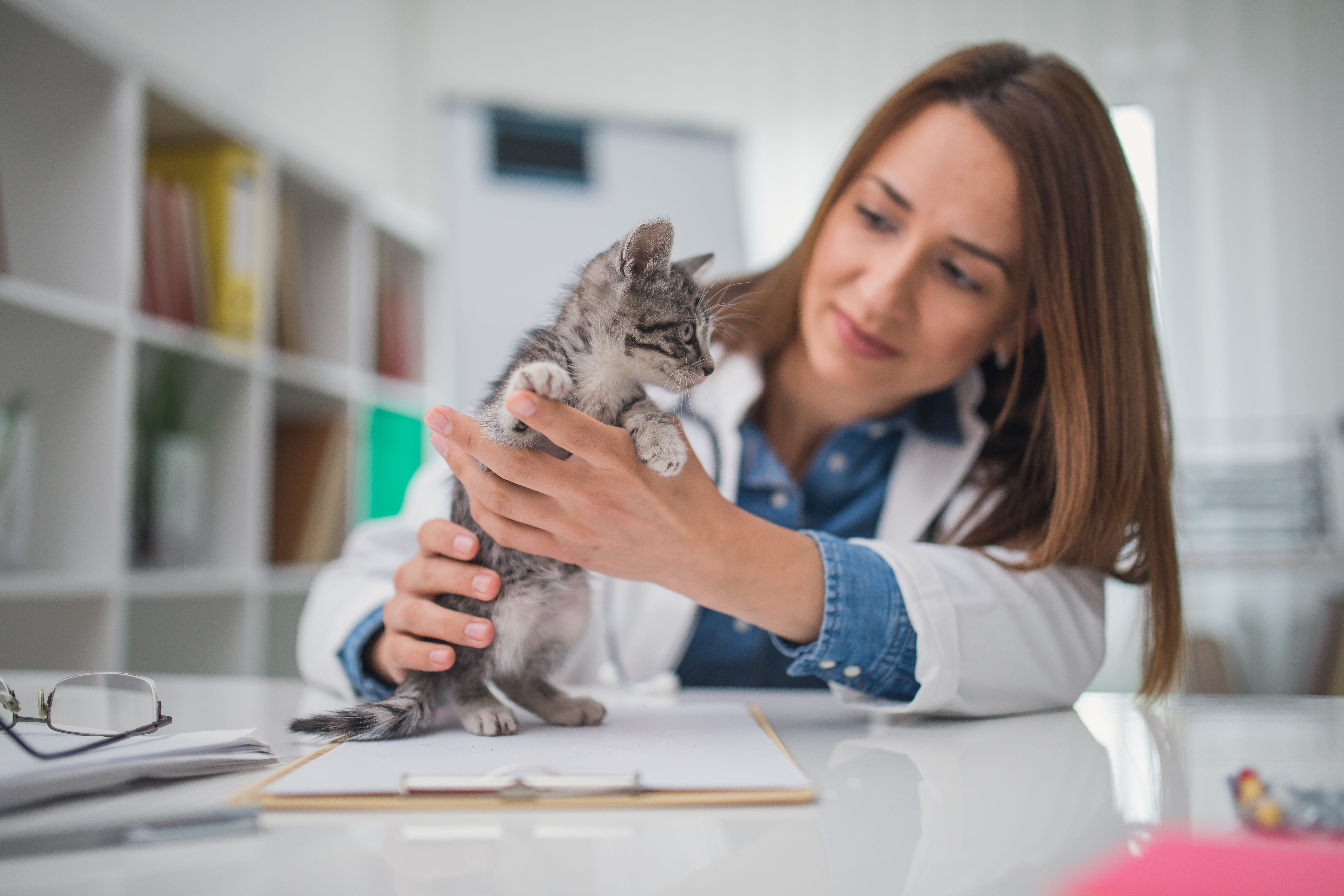 Láser terapéutico: Servicios de El Arca Clínica Veterinaria Láser terapéutico: Servicios de El Arca Clínica Veterinaria