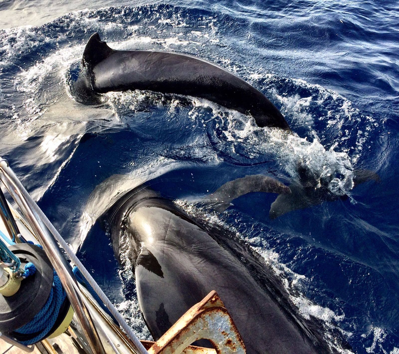 Whale watching in the Canary Islands