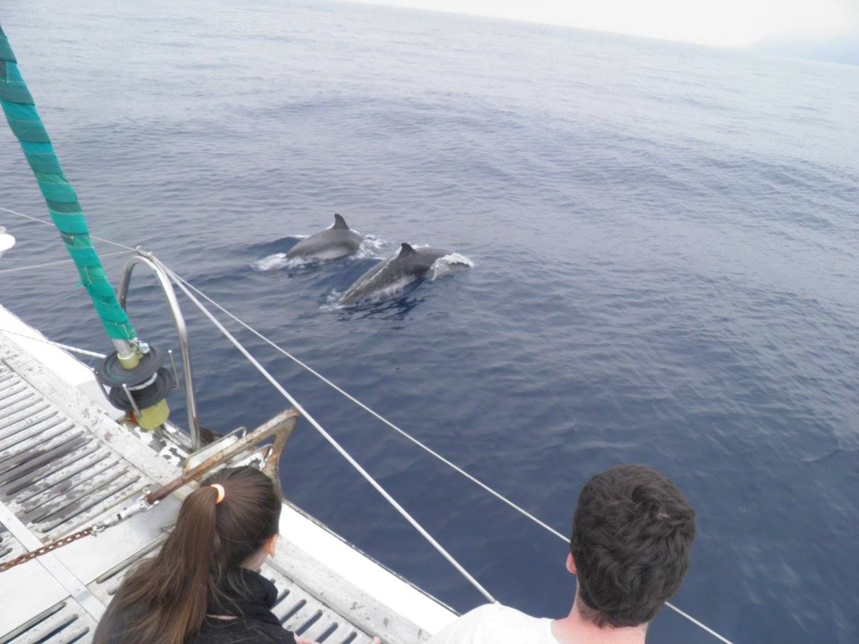 Whale watching in the Canary Islands