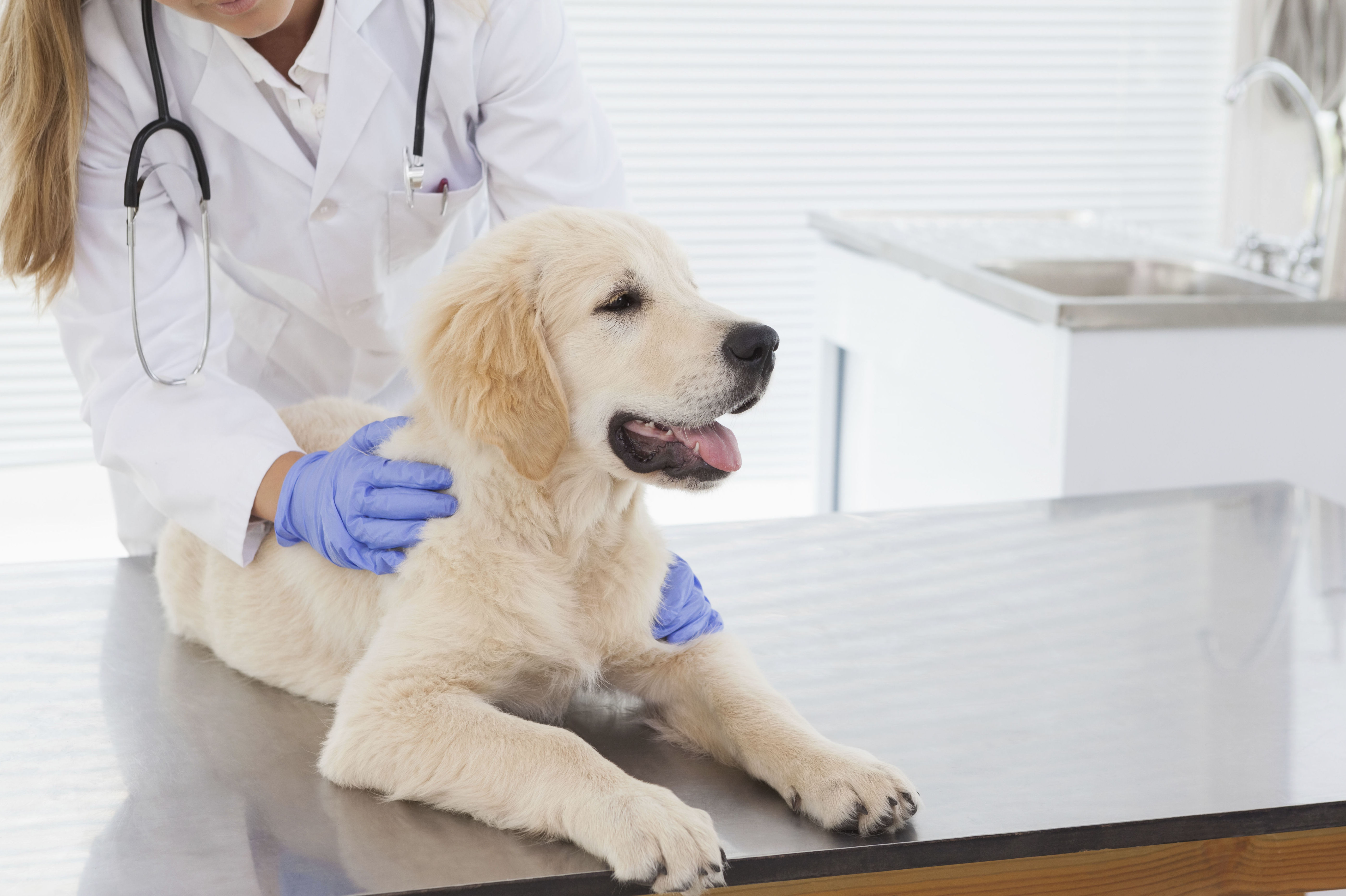 Limpieza de clÃ­nicas veterinarias: Servicios de limpieza de Blau