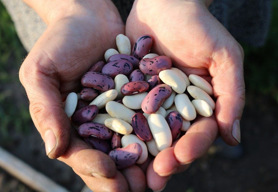 Legumbres a granel: Productos y Servicios de Alimentación Mariluz Legumbres a granel: Productos y Servicios de Alimentación Mariluz