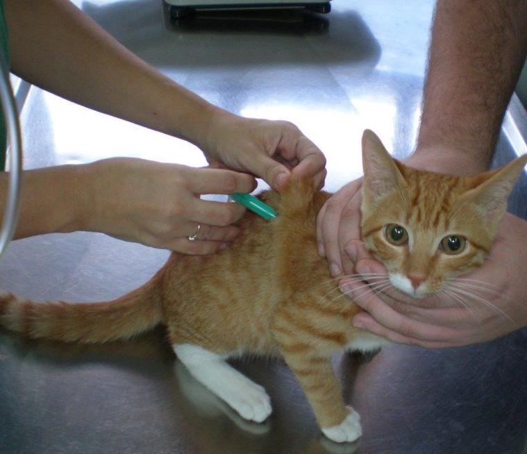 Vacunación de gatos Vacunación de gatos