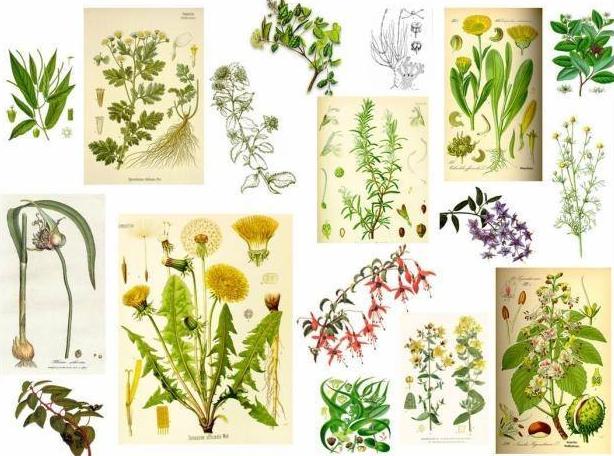 Plantas medicinales: Productos y servicios de Herbolario Loto Dorado Plantas medicinales: Productos y servicios de Herbolario Loto Dorado