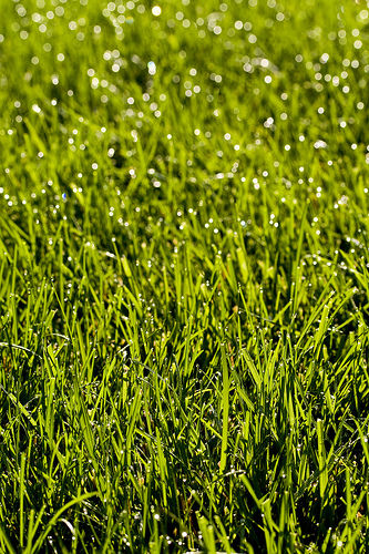 Abonos: Productos y Servicios de Jardines Patxi Lorategiak Abonos: Productos y Servicios de Jardines Patxi Lorategiak