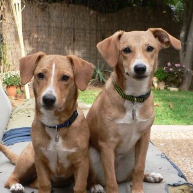 Adopciones: Tratamientos y servicios de Clínica Veterinaria Animals Vet Adopciones: Tratamientos y servicios de Clínica Veterinaria Animals Vet