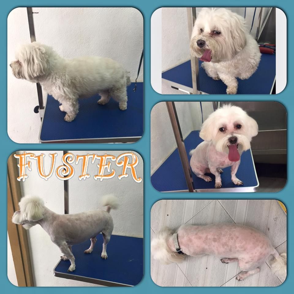 Peluquería canina y felina: Tratamientos y servicios de Clínica Veterinaria Animals Vet Peluquería canina y felina: Tratamientos y servicios de Clínica Veterinaria Animals Vet