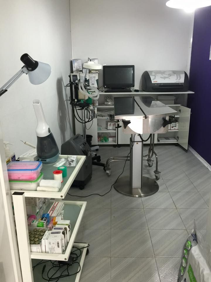 Diagnóstico: Tratamientos y servicios de Clínica Veterinaria Animals Vet Diagnóstico: Tratamientos y servicios de Clínica Veterinaria Animals Vet