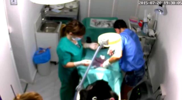 Cirugía general: Tratamientos y servicios de Clínica Veterinaria Animals Vet Cirugía general: Tratamientos y servicios de Clínica Veterinaria Animals Vet