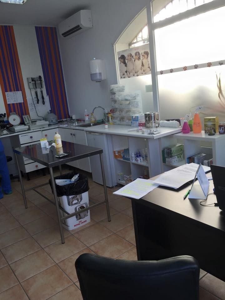 Diagnóstico: Tratamientos y servicios de Clínica Veterinaria Animals Vet Diagnóstico: Tratamientos y servicios de Clínica Veterinaria Animals Vet