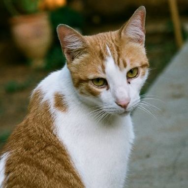 Adopciones: Tratamientos y servicios de Clínica Veterinaria Animals Vet Adopciones: Tratamientos y servicios de Clínica Veterinaria Animals Vet