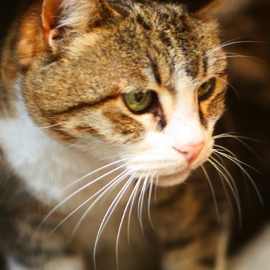 Adopciones: Tratamientos y servicios de Clínica Veterinaria Animals Vet Adopciones: Tratamientos y servicios de Clínica Veterinaria Animals Vet