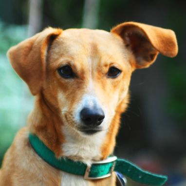 Adopciones: Tratamientos y servicios de Clínica Veterinaria Animals Vet Adopciones: Tratamientos y servicios de Clínica Veterinaria Animals Vet