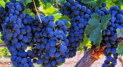 Tinto Tempranillo Crianza: Productos de Cooperativa del Campo San Isidro Tinto Tempranillo Crianza: Productos de Cooperativa del Campo San Isidro