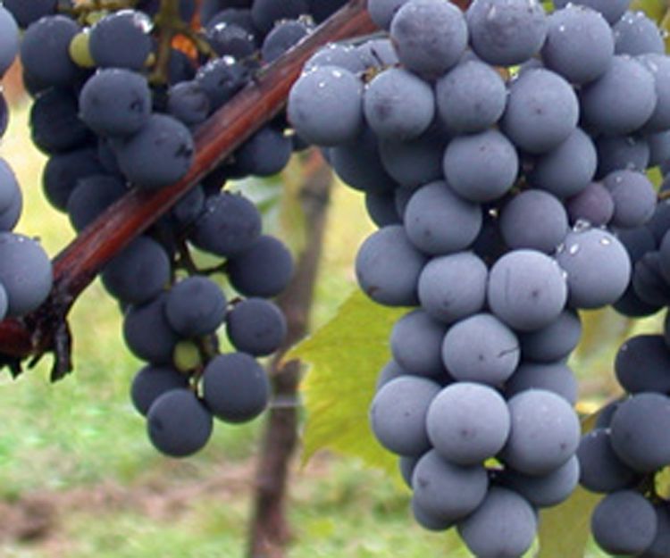 Cultivo de uvas de diversas variedades