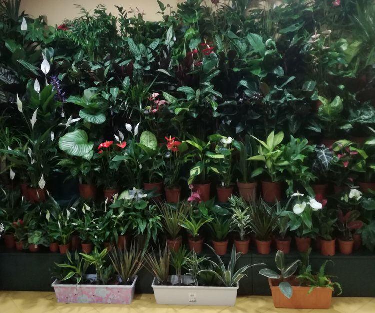 Venta de plantas en A Coruña