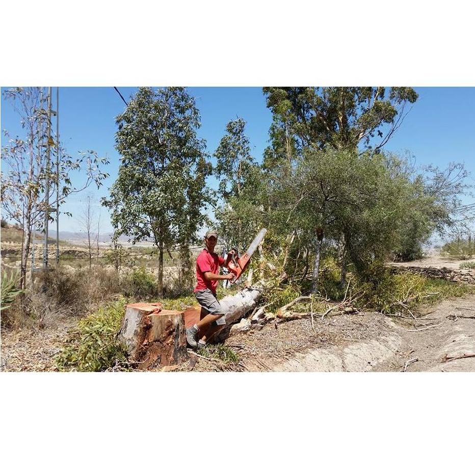 Poda y tala: Proyectos y servicios de Ecojardines y Ecoservicios Poda y tala: Proyectos y servicios de Ecojardines y Ecoservicios