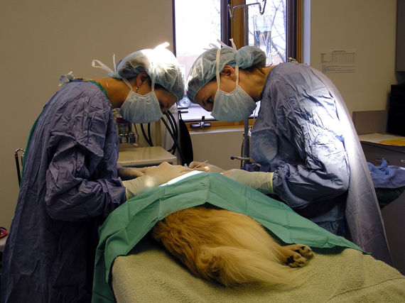 Cirugía general: Servicios de Clínica Veterinaria Añó Cirugía general: Servicios de Clínica Veterinaria Añó
