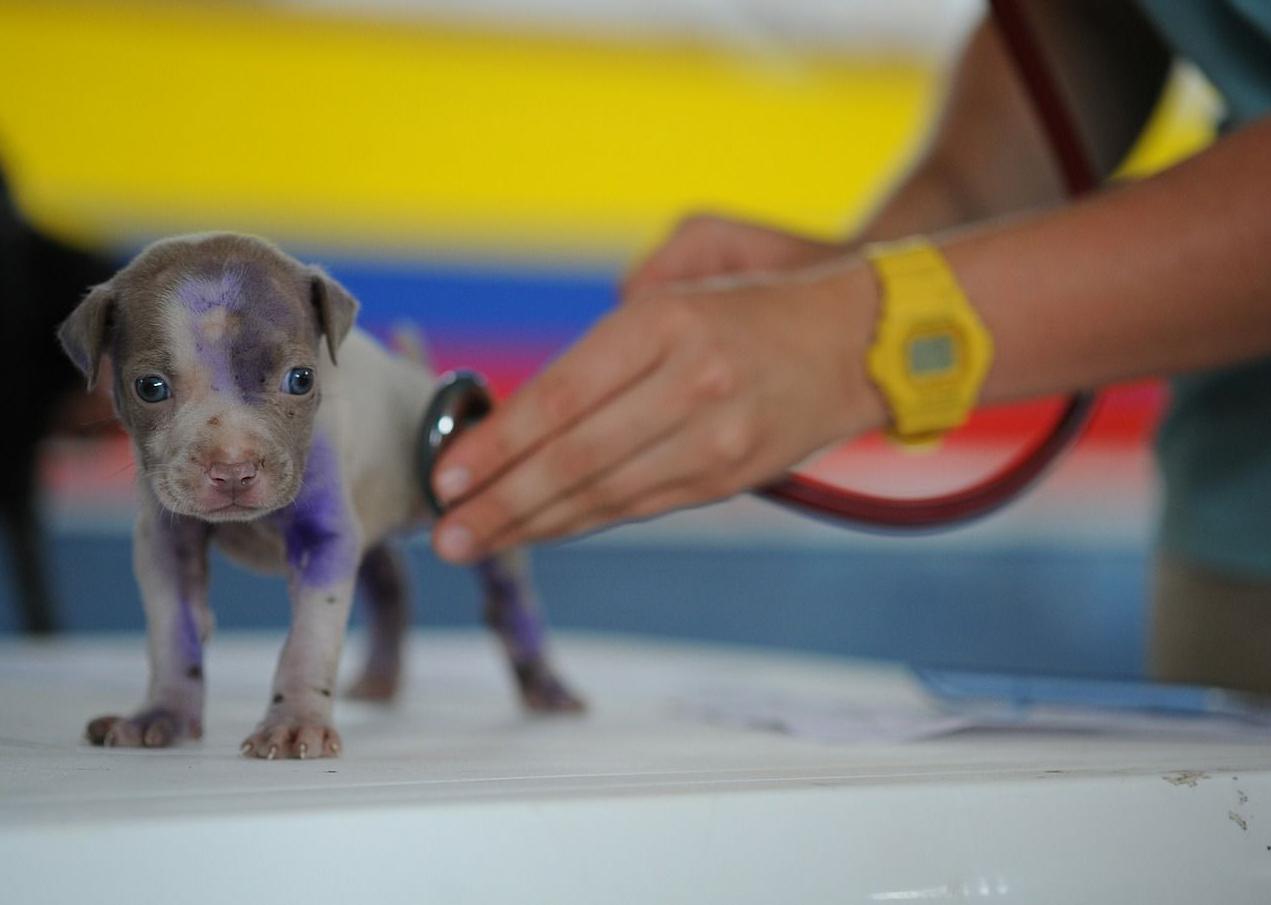 Urgencias: Servicios de Clínica Veterinaria Añó Urgencias: Servicios de Clínica Veterinaria Añó