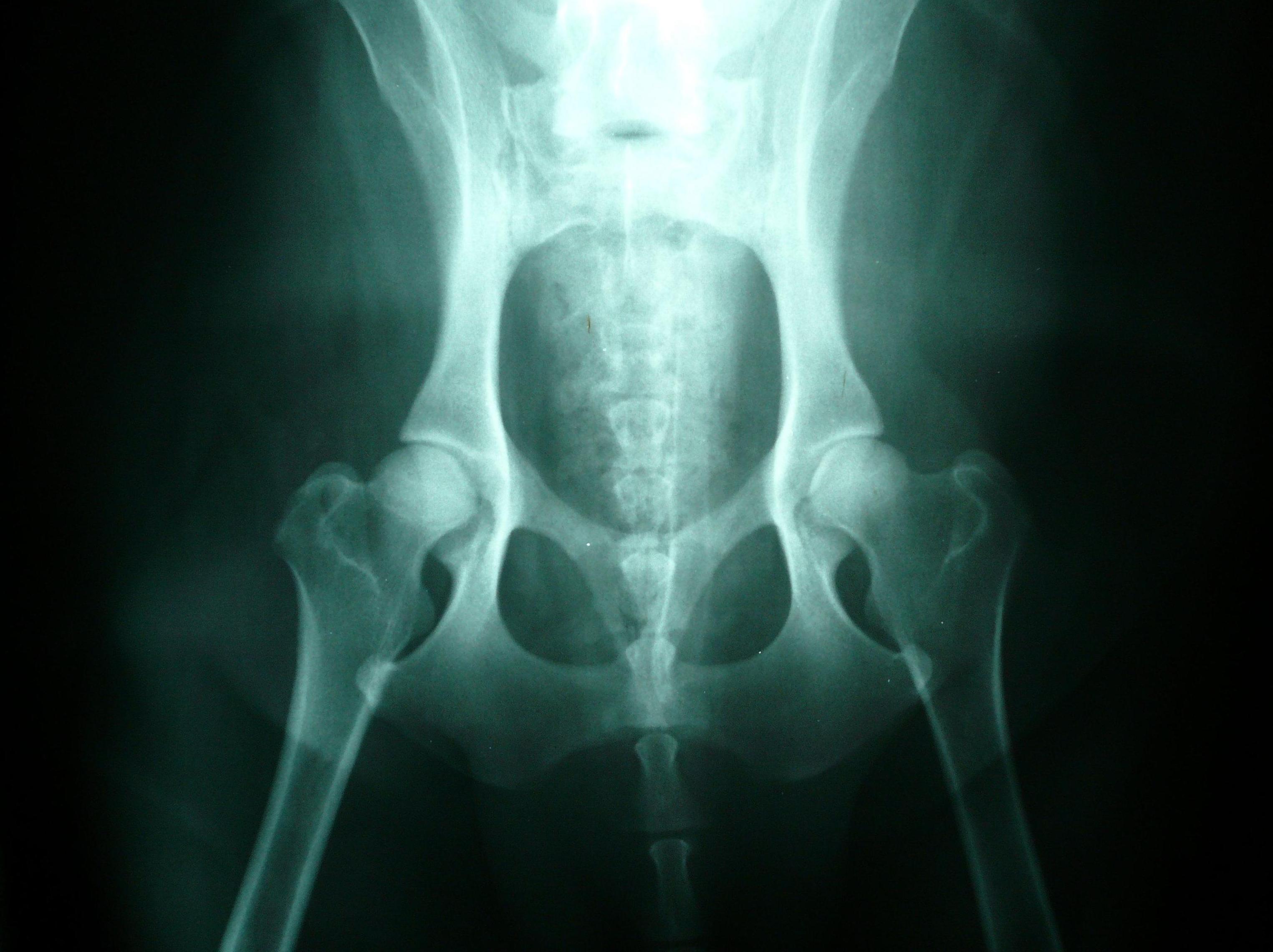 Diagnóstico por imagen: Servicios de Clínica Veterinaria Añó Diagnóstico por imagen: Servicios de Clínica Veterinaria Añó