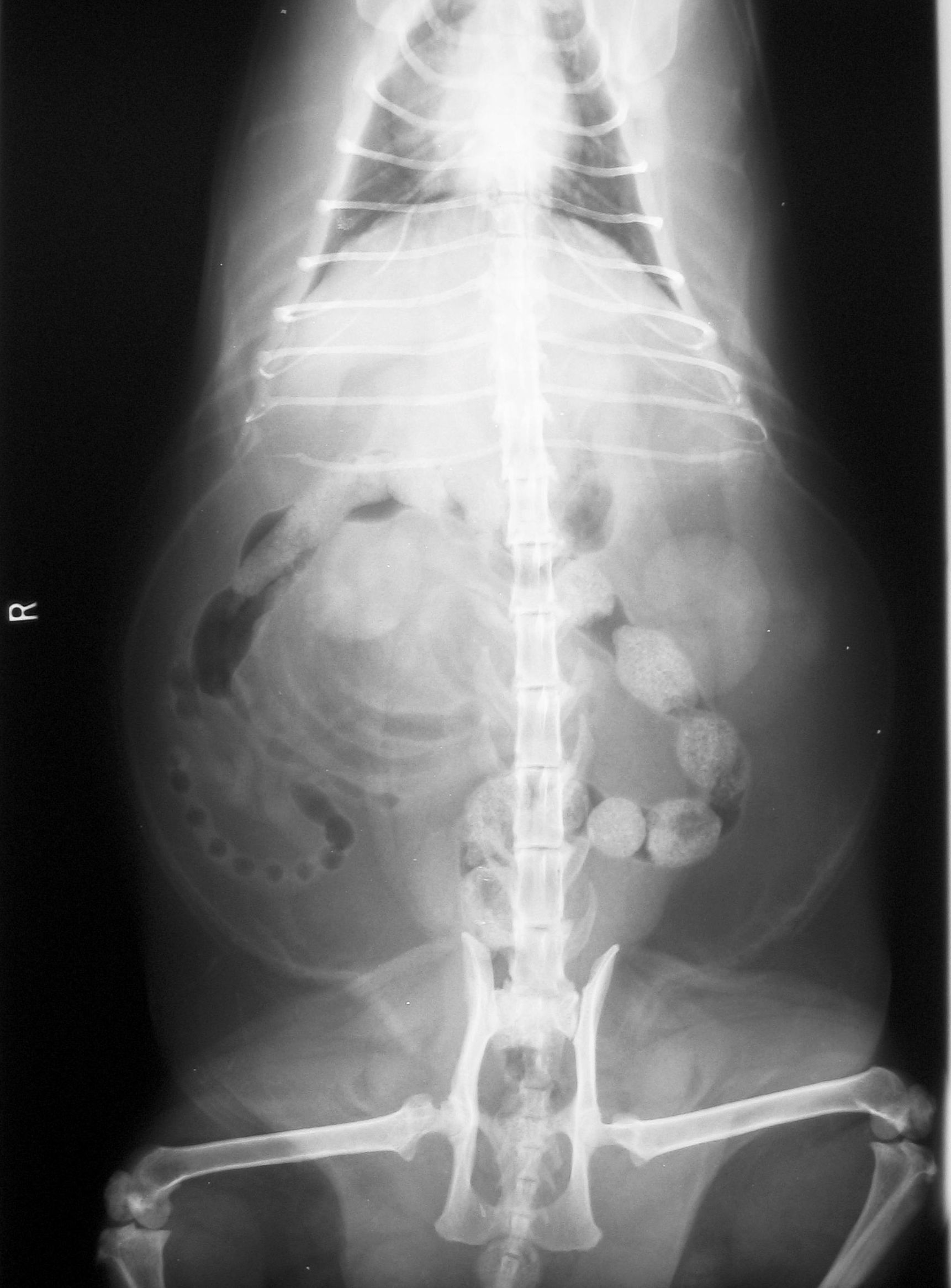 Radiología: Catálogo de Clínica Veterinaria Los Galgos 928 252685 - Peluquería Los Galgos 928 201156 Radiología: Catálogo de Clínica Veterinaria Los Galgos 928 252685 - Peluquería Los Galgos 928 201156