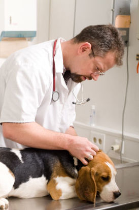 Medicina interna: Catálogo de Clínica Veterinaria Los Galgos 928 252685 - Peluquería Los Galgos 928 201156 Medicina interna: Catálogo de Clínica Veterinaria Los Galgos 928 252685 - Peluquería Los Galgos 928 201156