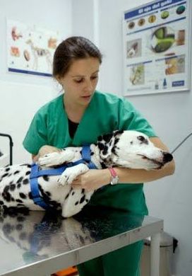 Análisis clínicos veterinarios: Catálogo de Clínica Veterinaria Los Galgos 928 252685 - Peluquería Los Galgos 928 201156 Análisis clínicos veterinarios: Catálogo de Clínica Veterinaria Los Galgos 928 252685 - Peluquería Los Galgos 928 201156