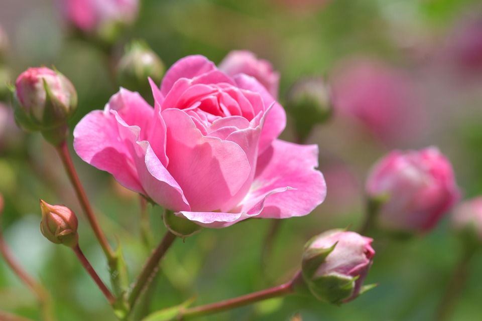 Diseño de jardines: Servicios de Jardinería Monte de Oro Diseño de jardines: Servicios de Jardinería Monte de Oro