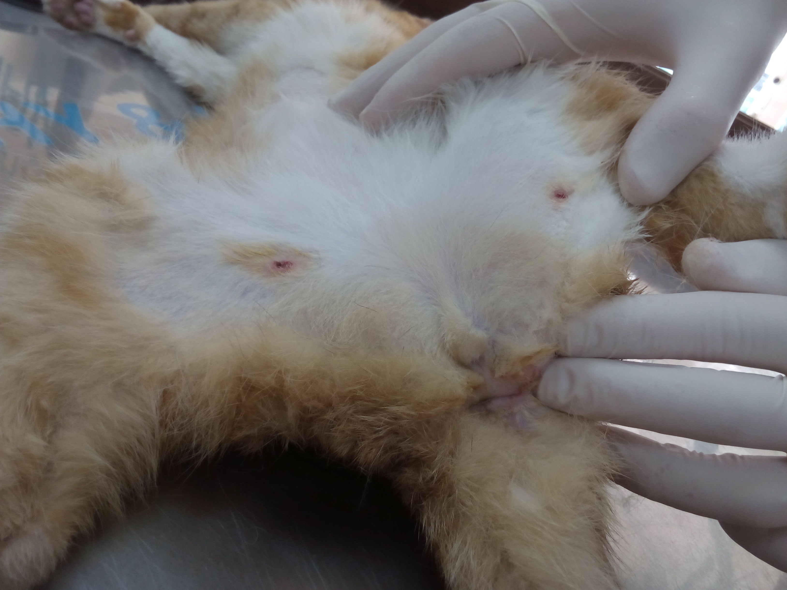 Can Exprés servicio veterinario a domicilio Zaragoza: Infección glándulas perianales, heridas por mordedura en muslos 