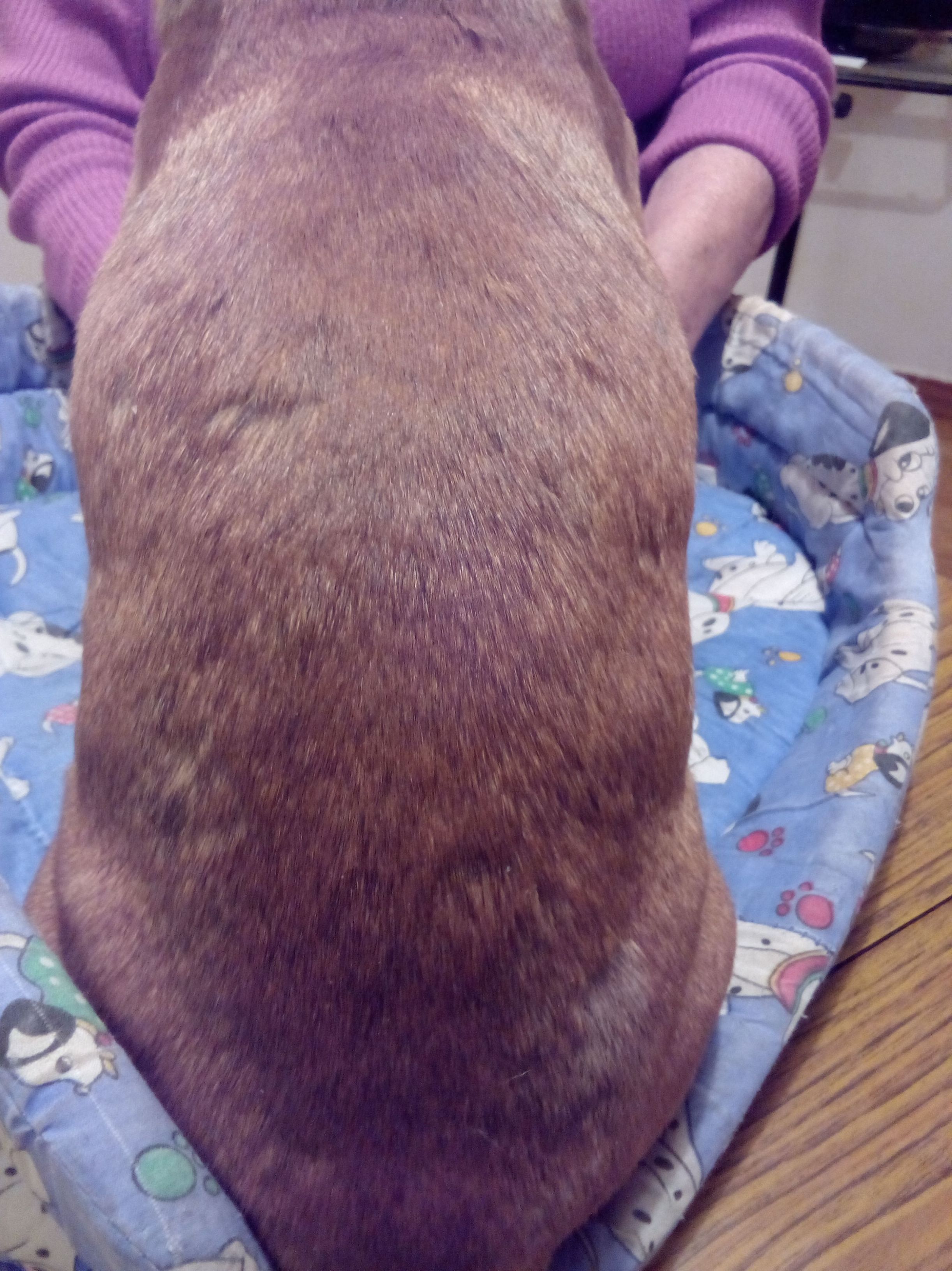 Can Exprés servicio veterinario a domicilio Zaragoza : Tiña canina, se aprecia zonas con perdida de pelo