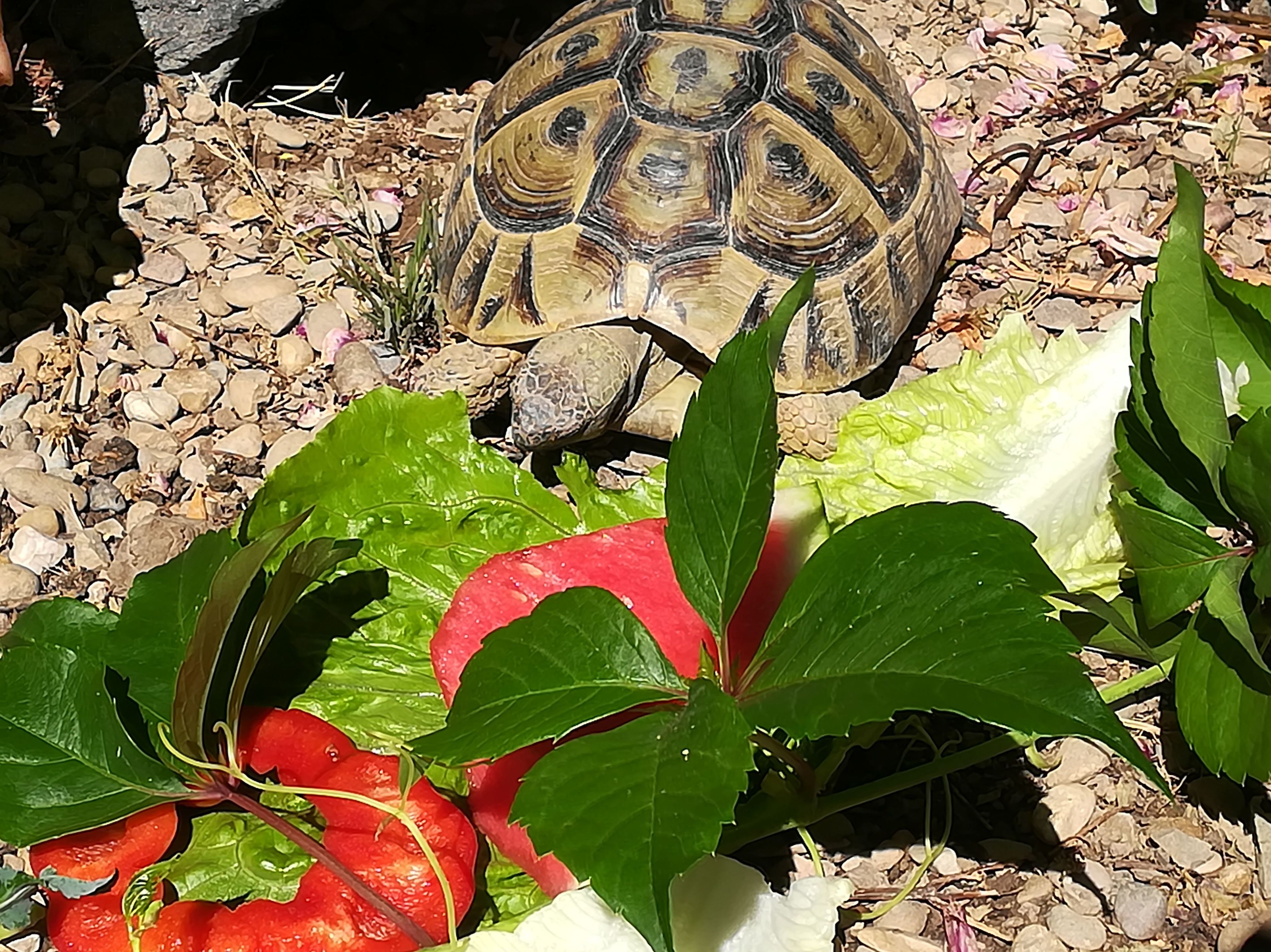 Can Exprés servicio veterinario a domicilio Zaragoza: tortuga mediterránea con suficiente sol, alimentación hoja verde muy poca fruta