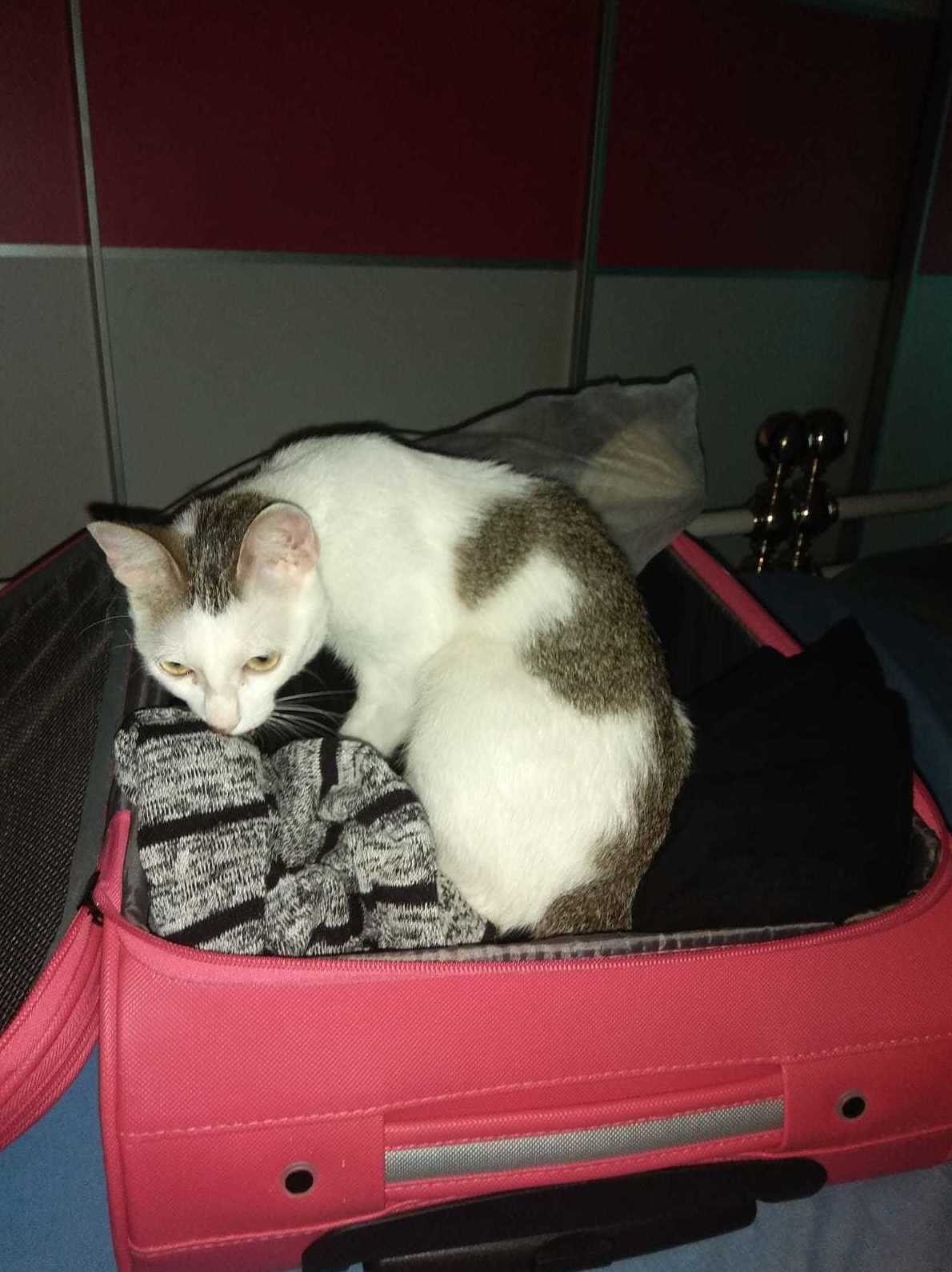 Frozen gata jugando en la maleta de su dueña que tiene forma de caja y les encanta pancreáticos puedes poner gatito vomitador utilizando comedero de glotones