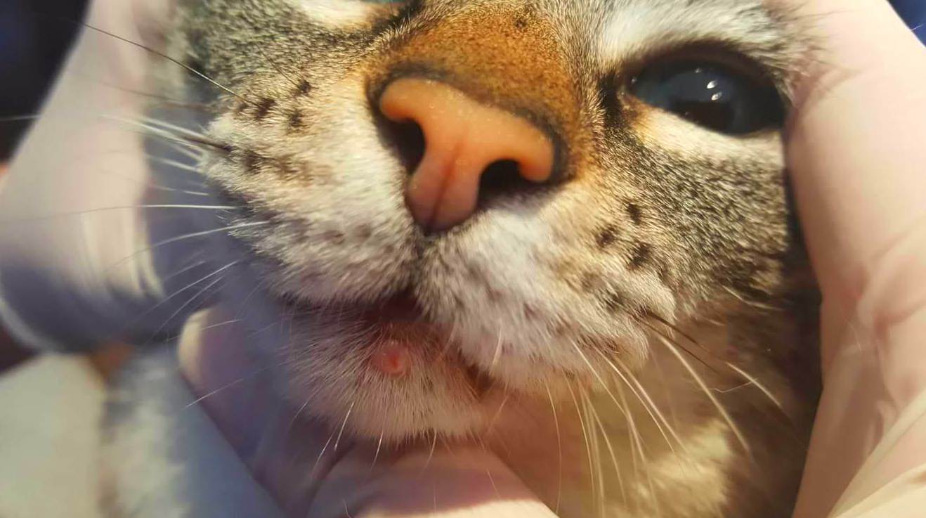 Can Exprés servicio veterinario a domicilio Zaragoza: Mastocitoma felino grado 1, en mentón gata de  5 años. Extirpación quirúrgica