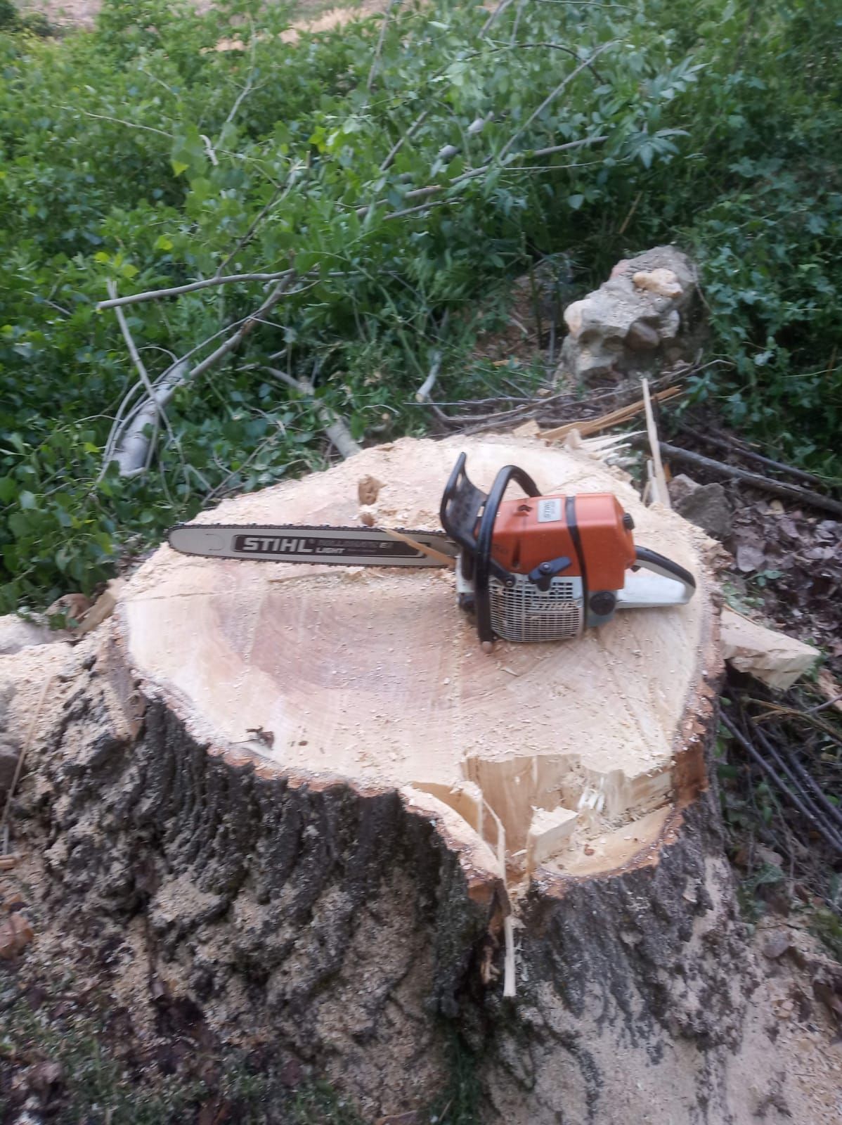 Talas: Productos y servicios de Servicios Forestales FsV Talas: Productos y servicios de Servicios Forestales FsV