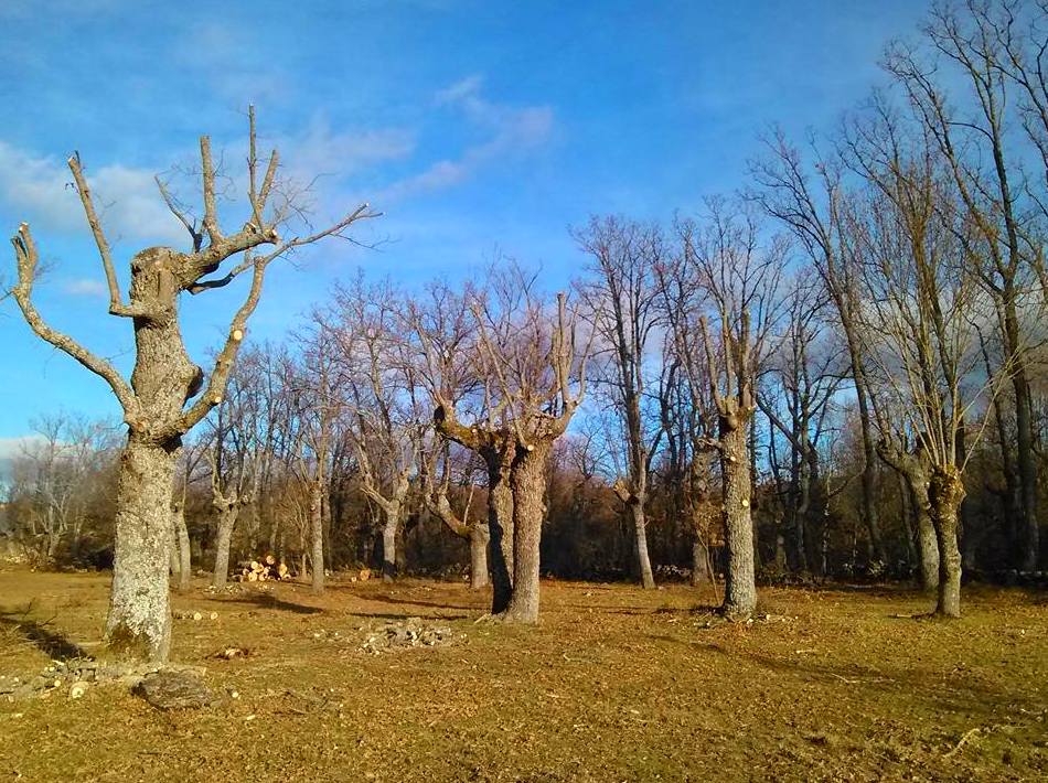 Podas: Productos y servicios de Servicios Forestales FsV Podas: Productos y servicios de Servicios Forestales FsV