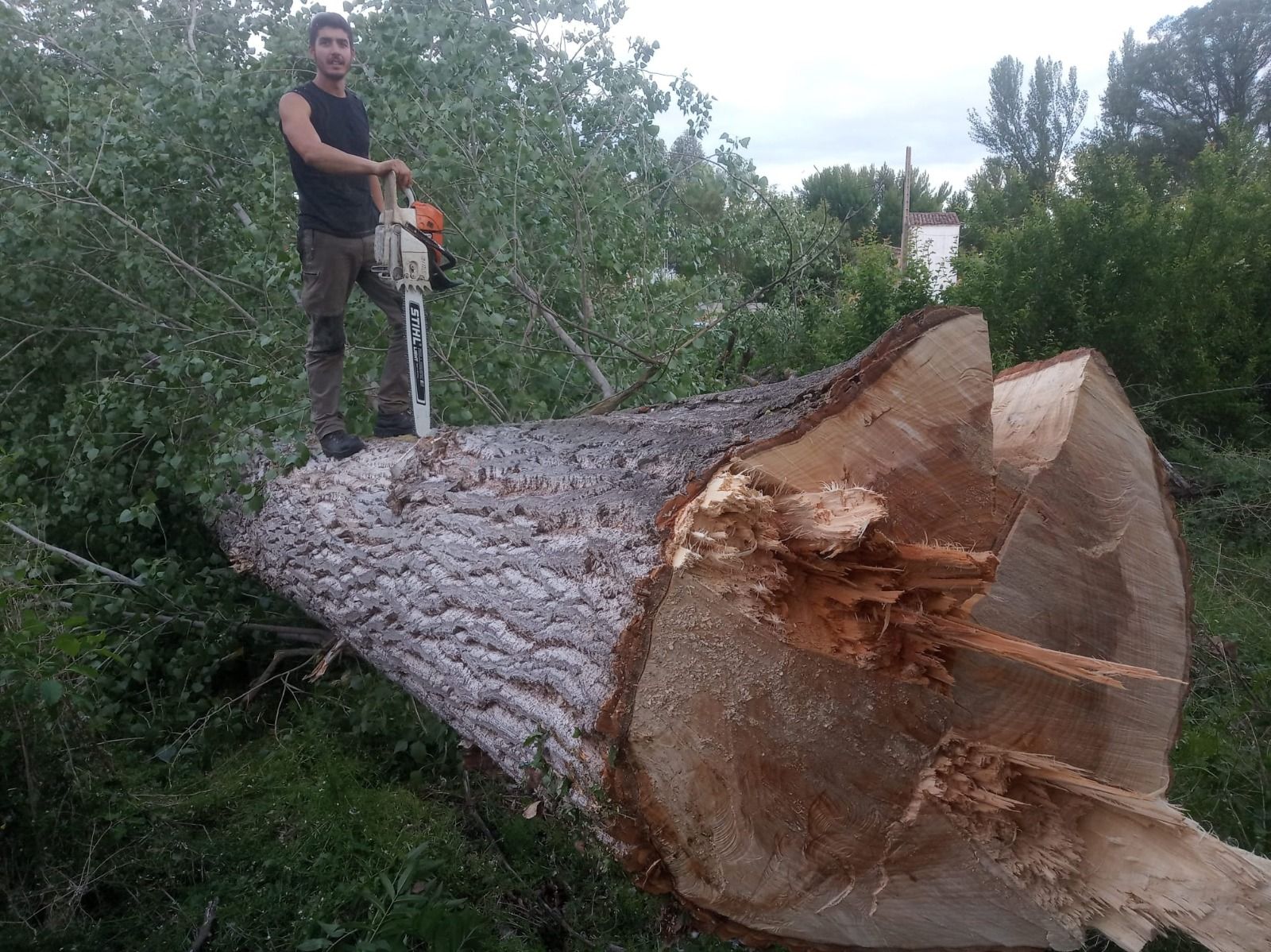 Talas: Productos y servicios de Servicios Forestales FsV Talas: Productos y servicios de Servicios Forestales FsV
