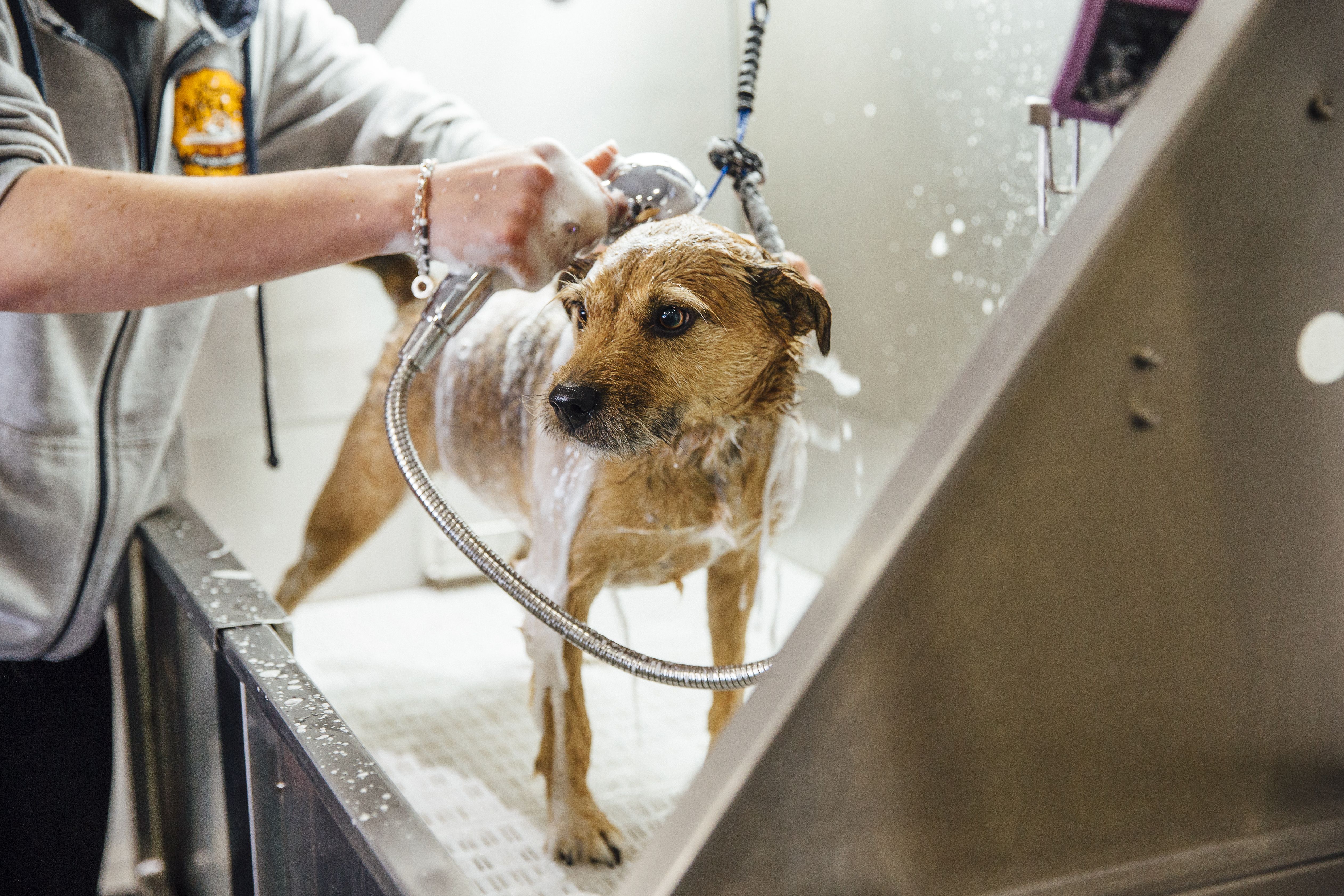 Autoservicio para marcotas: Servicios de Grupo Norma Servicio a Comunidades Autoservicio para marcotas: Servicios de Grupo Norma Servicio a Comunidades